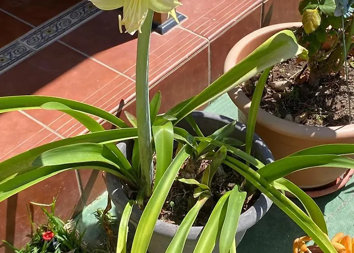 דירה Casa Montserrat *